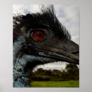 Australian Emu Close Up. Poster