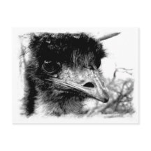 Australian Emu Wildlife Postcard