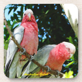 Australian Galah - Roseate Cockatoo Coaster