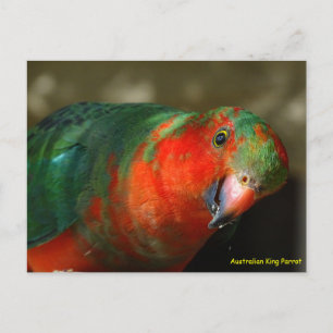 Australian Juvenile Male King Parrot Postcard