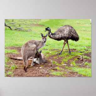 Australian Kangaroos And Emu, Wall Poster