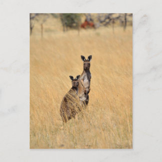 Australian Kangaroos Post card