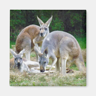 Australian Kangaroos Relaxing in the Sun Magnet