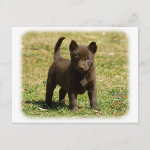 Australian Kelpie 9P022D-025 Postcard