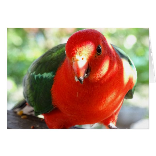 Australian King Parrot (Front Horizontal)