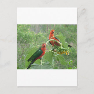 Australian King Parrots Postcard