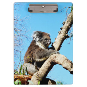 Australian Koala Bear In Old Pine Tree, Clipboard