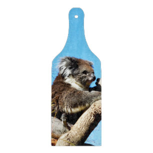 Australian Koala Bear In Old Pine Tree, Cutting Board