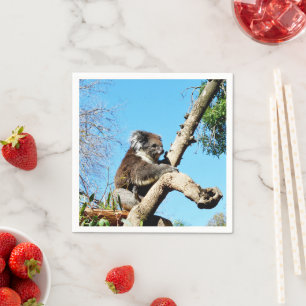 Australian Koala Bear In Old Pine Tree, Napkin