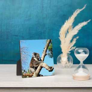 Australian Koala Bear In Old Pine Tree, Plaque