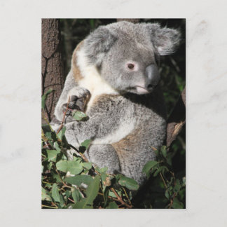Australian Koala Postcard