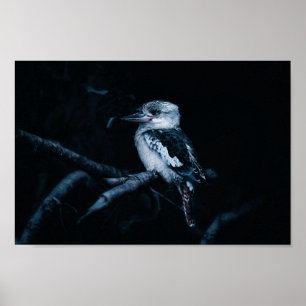 Australian Kookaburra Bird Poster