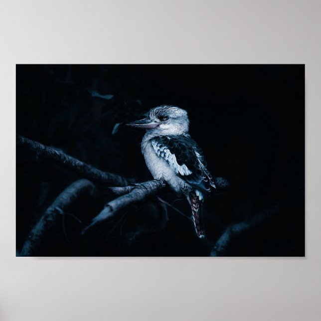 Australian Kookaburra Bird Poster (Front)