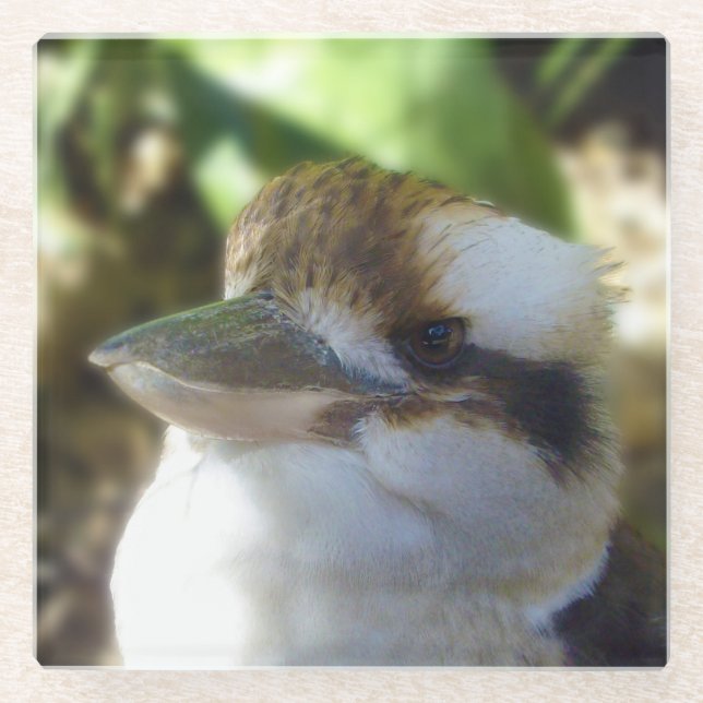 Australian Kookaburra Close Up,   Glass Coaster (Front)