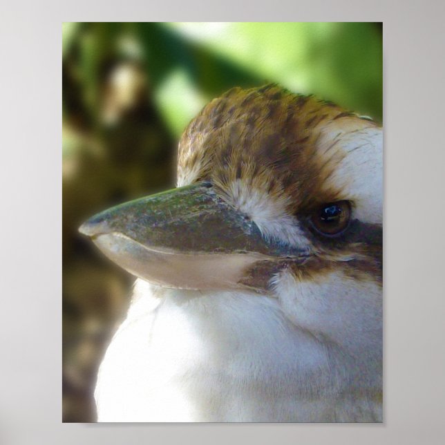 Australian Kookaburra Close Up,   Poster (Front)