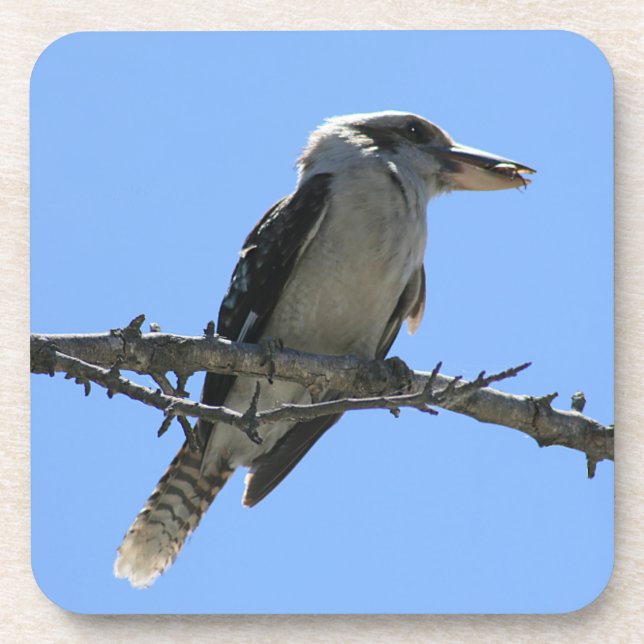 Australian Kookaburra Coaster (Front)