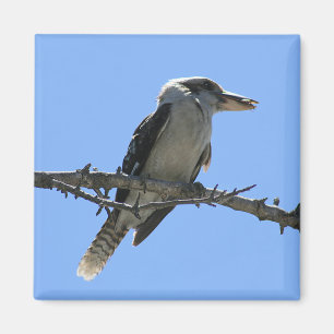 Australian Kookaburra Magnet