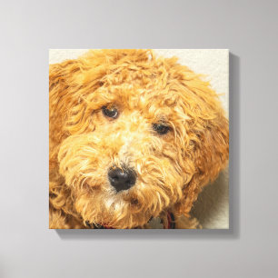 Australian Labradoodle Canvas Print