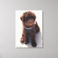 AUSTRALIAN LABRADOODLE PUPPY