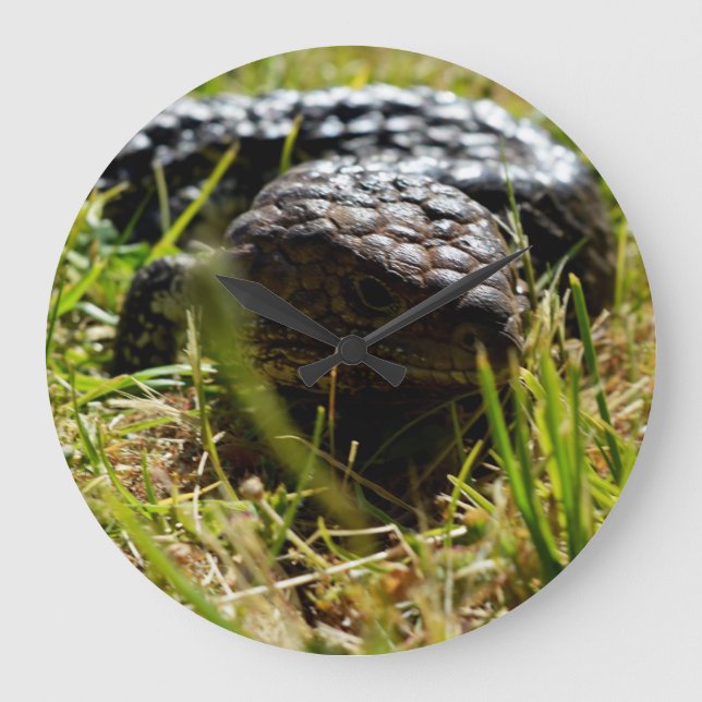 Australian Lizard (Stumpy)   Large Clock (Front)