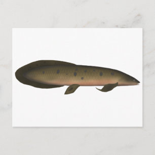 Australian Lungfish Postcard