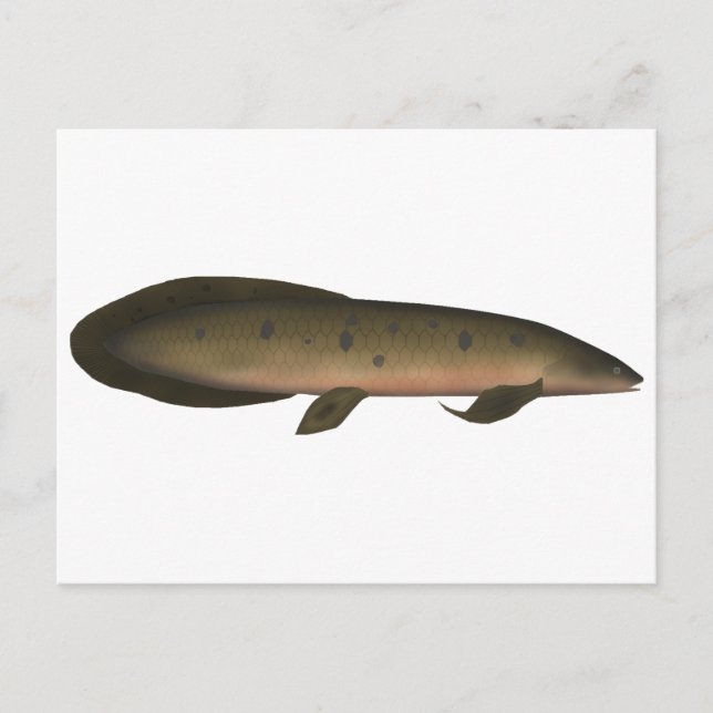Australian Lungfish Postcard (Front)
