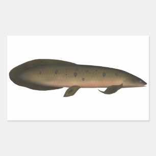 Australian Lungfish Sticker