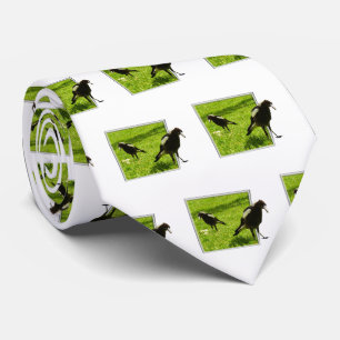 Australian Magpie Birds, Tie