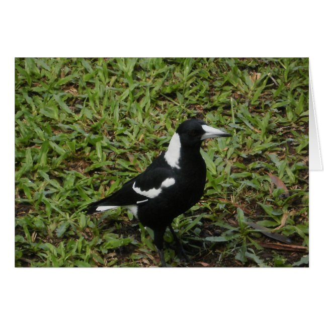 Australian Magpie Card (Front Horizontal)