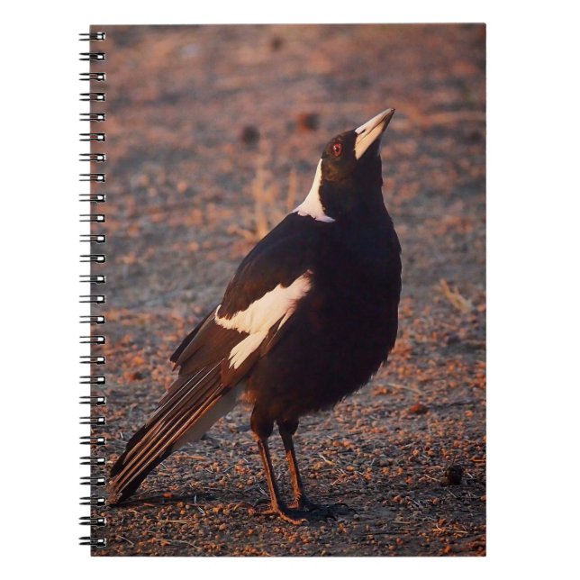 Australian Magpie notebook (Front)