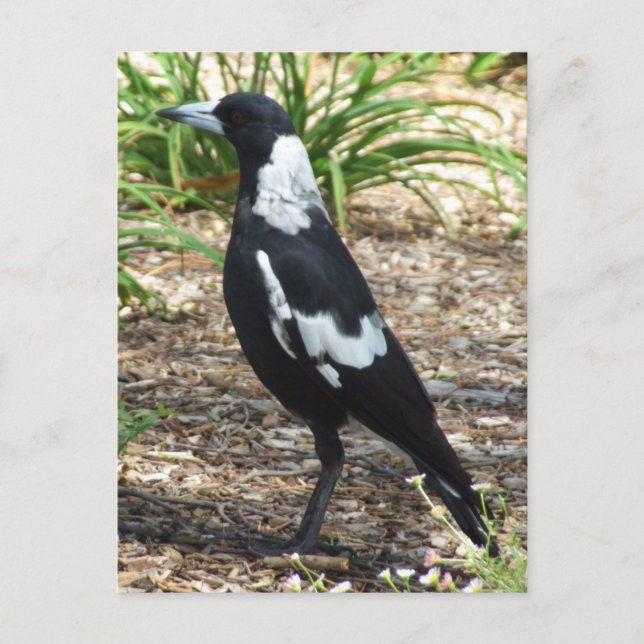 Australian Magpie Postcard (Front)