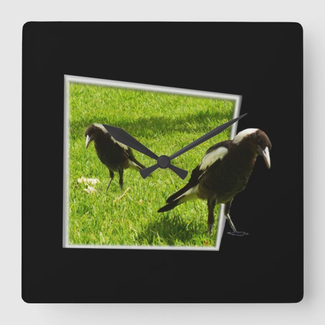 Australian Magpies That Standout, Square Wall Clock (Front)