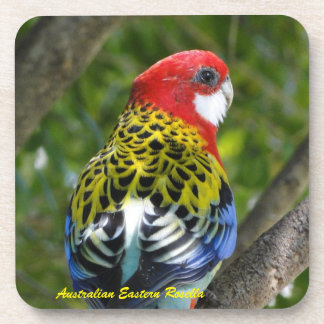 Australian Male Eastern Rosella Coaster