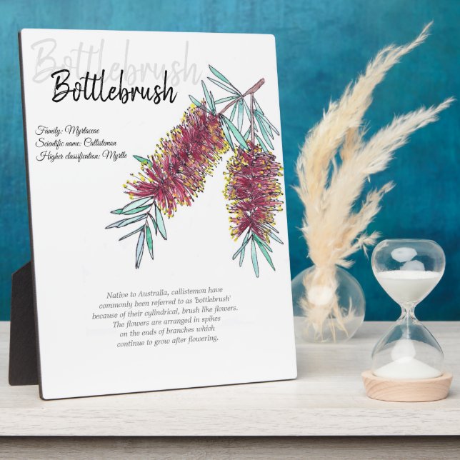 Australian Native Bottlebrush Botanical Art Plaque (Side)