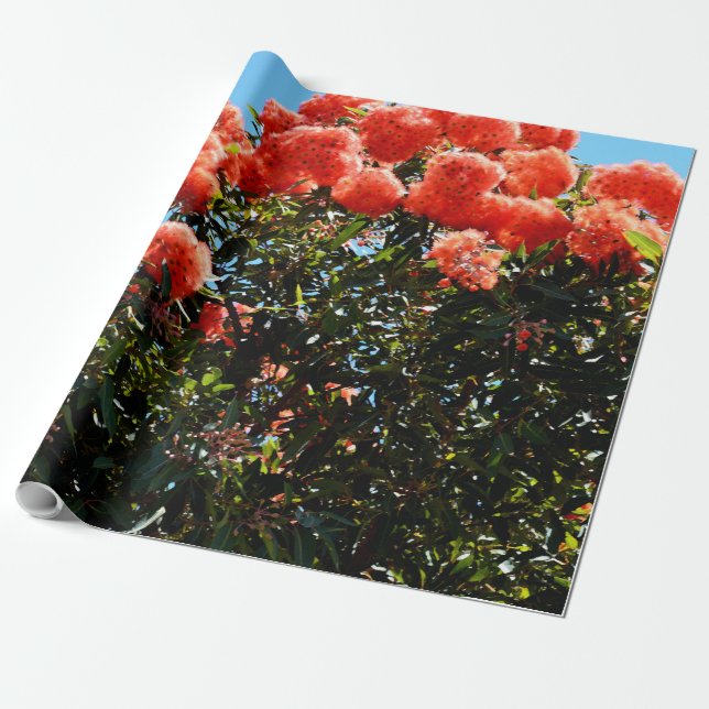 Australian Orange Wattle Tree Wrapping Paper (Unrolled)