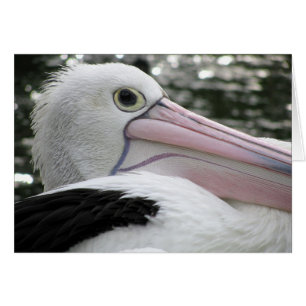 Australian Pelican
