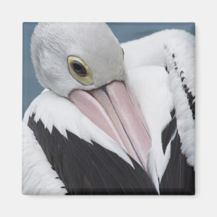 Australian pelican close up magnet