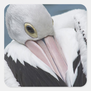 Australian pelican close up square sticker