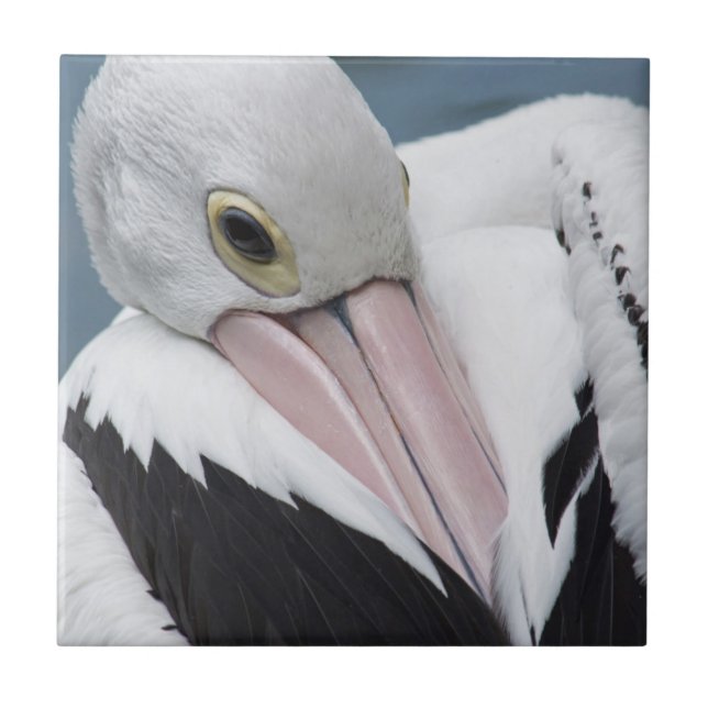 Australian pelican close up tile (Front)
