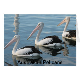 Australian Pelicans