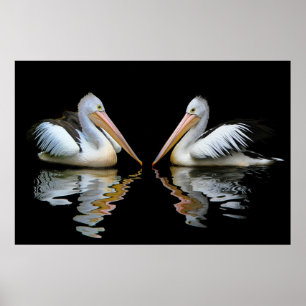 Australian Pelicans background Poster