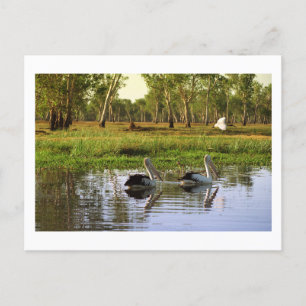 Australian Pelicans, Kakadu National Park, NT Postcard