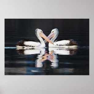 Australian Pelicans Pelecanus Conspicillatus Poster