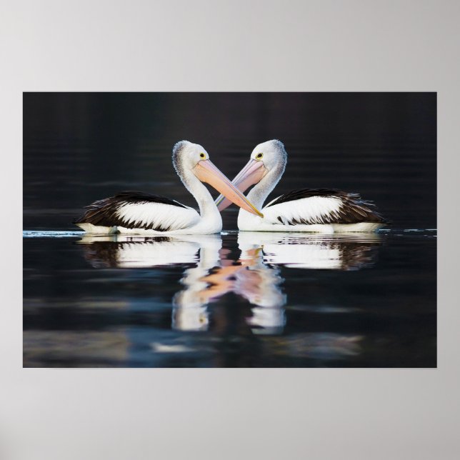 Australian Pelicans Pelecanus Conspicillatus Poster (Front)