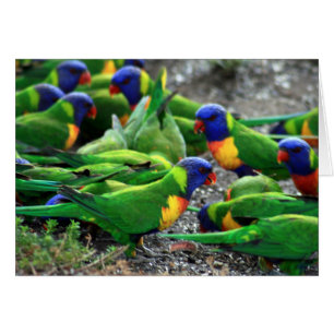 Australian Rainbow Lorikeets