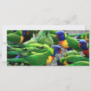 Australian Rainbow Lorikeets