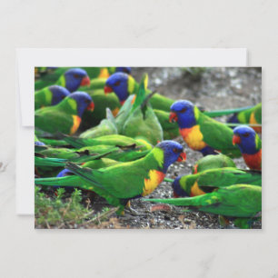 Australian Rainbow Lorikeets