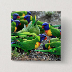 Australian Rainbow Lorikeets 2 Inch Square Button