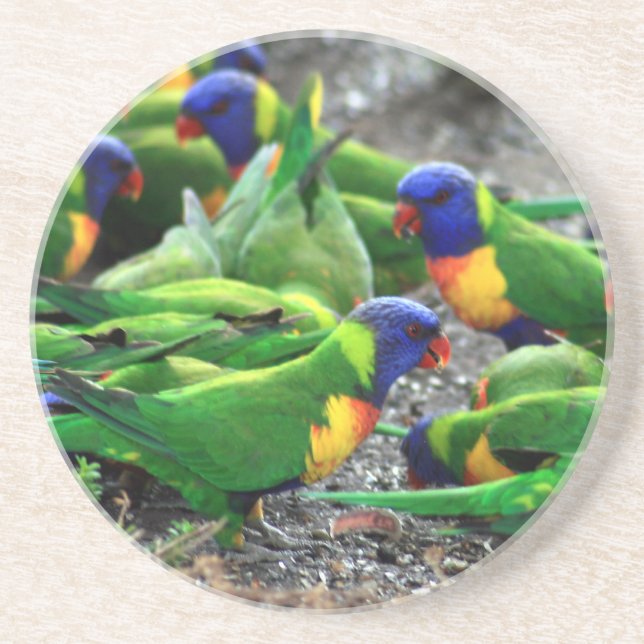 Australian Rainbow Lorikeets Coaster (Front)