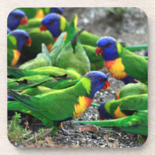 Australian Rainbow Lorikeets Coaster